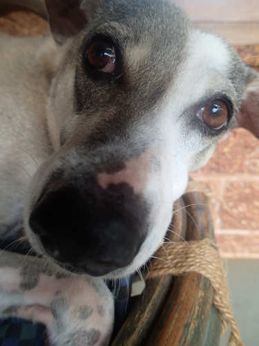 Sam The Dog
