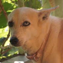 Urchin The Dog