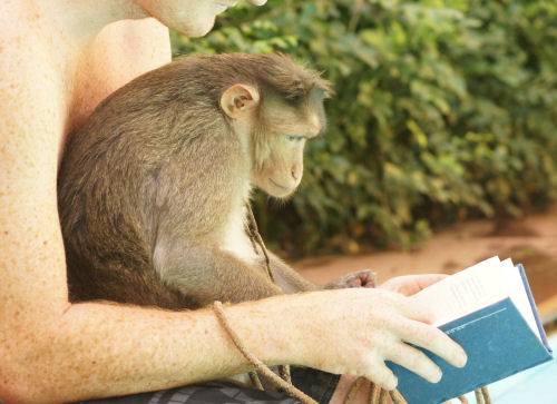Dixie, The Baby Female Macaque