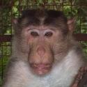 Butch The Monkey (Troop 2)