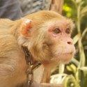Katrina The Monkey