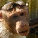 Rolo The Monkey