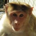 Rosy The Monkey
