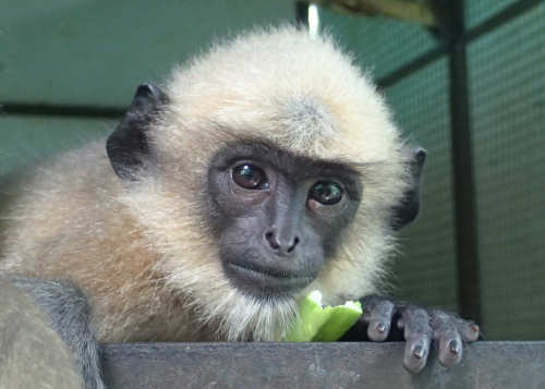 Alfie The Langur Monkey