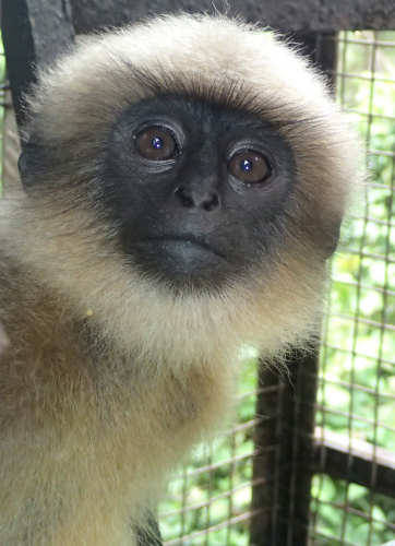 Christelle The Langur Monkey
