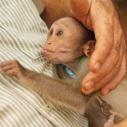 Dennis The Monkey