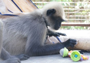 Elfin, Large Langur Monkey