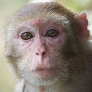 Katrina The Monkey