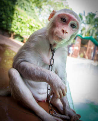 Kia The Monkey