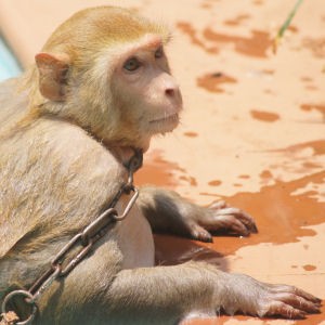 Kirsty The Monkey
