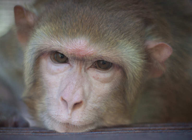 Kirsty The Rhesus Macaque Monkey