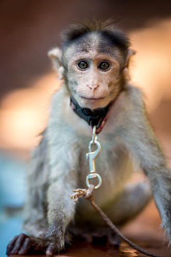 Ruby, Female Bonnet Macaque Monkey