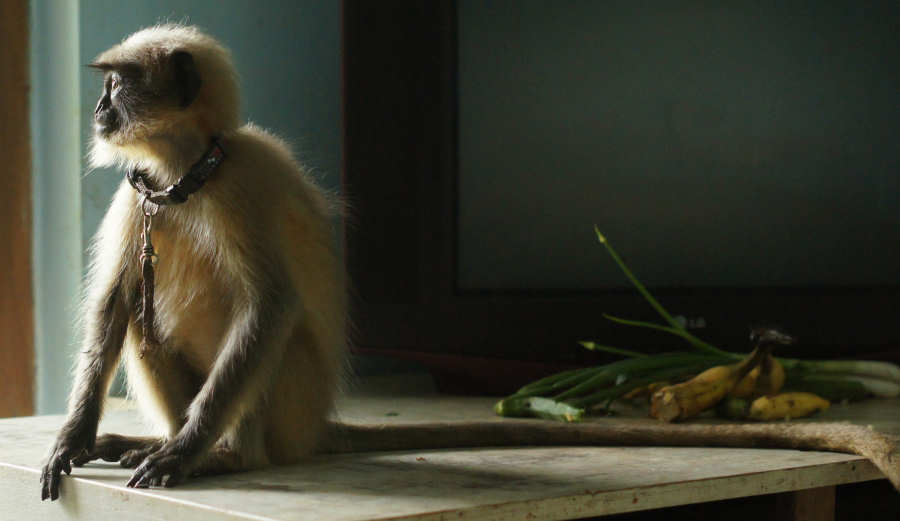 Lily The Langur Monkey