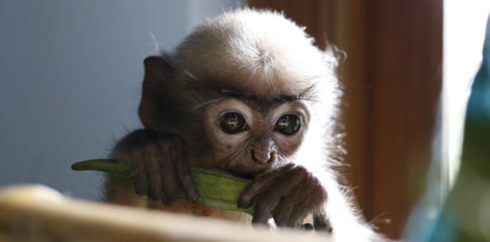 Nissa The Langur Monkey