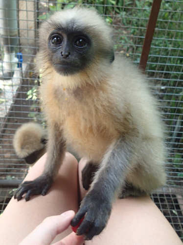 Pan The Langur Monkey