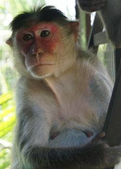 Ruby, Female Bonnet Macaque Monkey