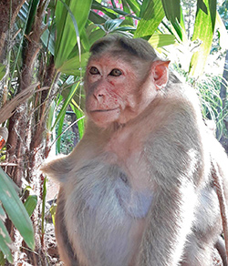 Sweety, The Female Bonnet Mazaque Monkey