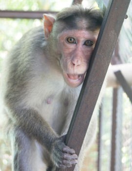 Tilly, The Female Bonnet Mazaque Monkey