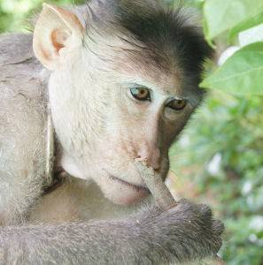 Tifty, Male Macaque Monkey