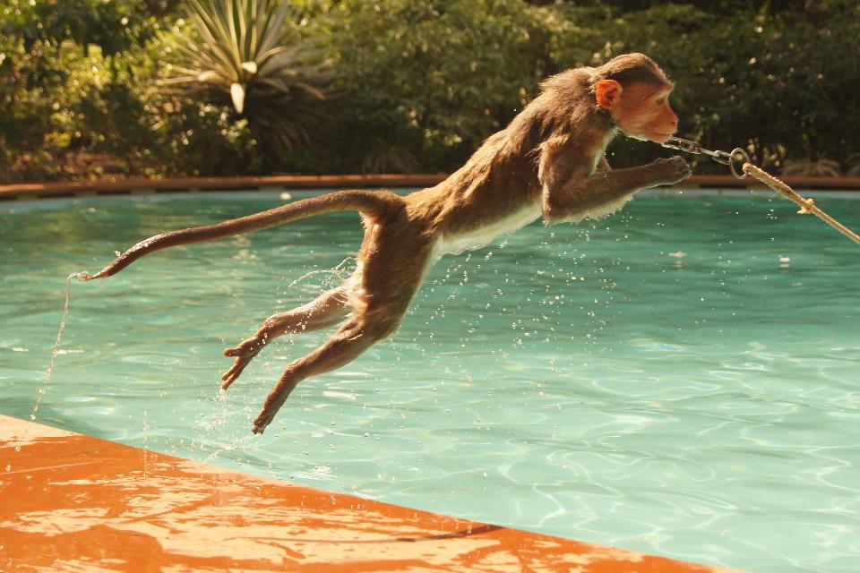 Monkey diving into swimming pool