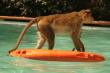 Monkey standing on Life saver