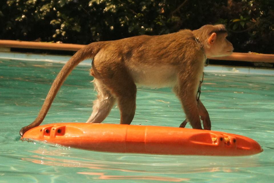 Monkey standing on Life saver