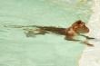 Monkey relaxing by the pool