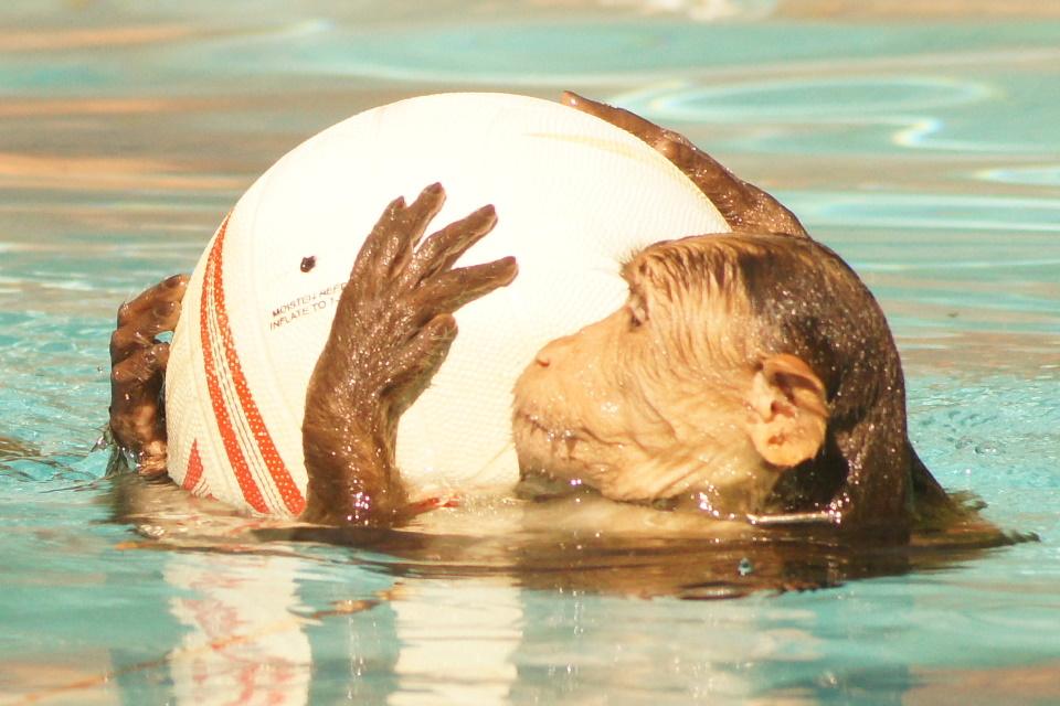 Monkey playing with football in swimming pool
