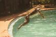 Monkey jumping into swimming pool