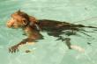 Primates can swim in pool