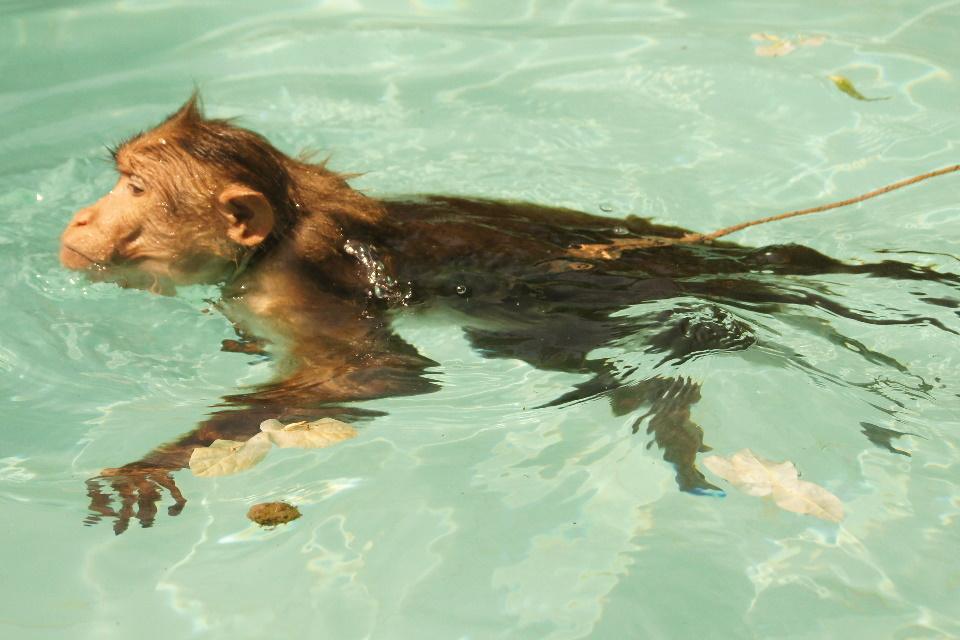 Primates can swim in pool