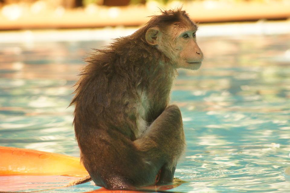 Monkey sat by the pool after a swim
