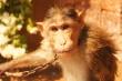 Monkey drying off in the sun after a swim\