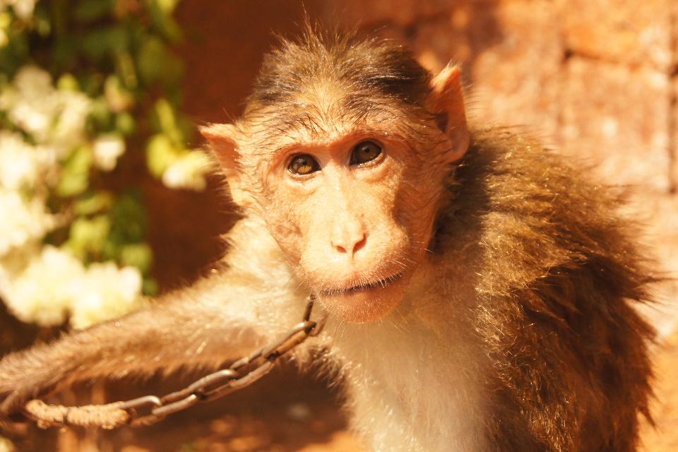 Monkey drying off in the sun after a swim\