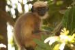 Langur Monkey sat in a tree
