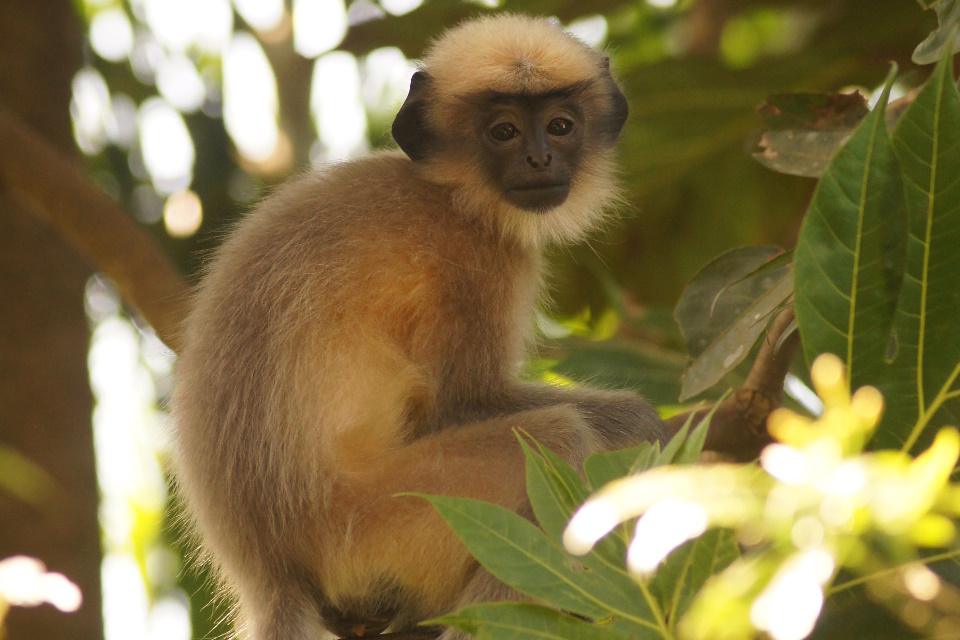 Langur Monkey sat in a tree