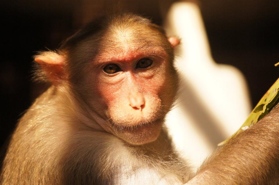 Macaque sat looking at camera