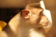 Old Male Bonnet Macaque