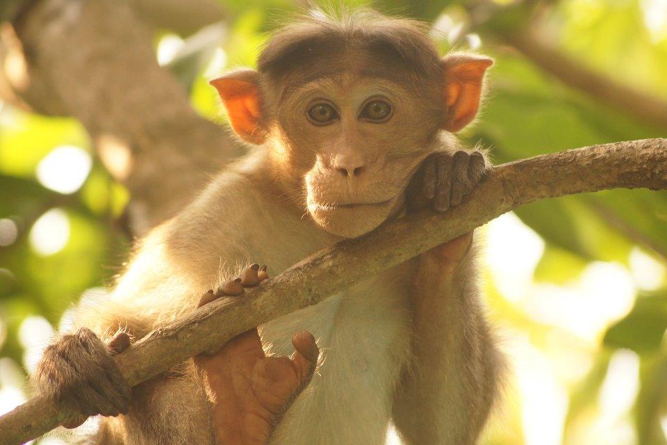 Monkey warning face in tree