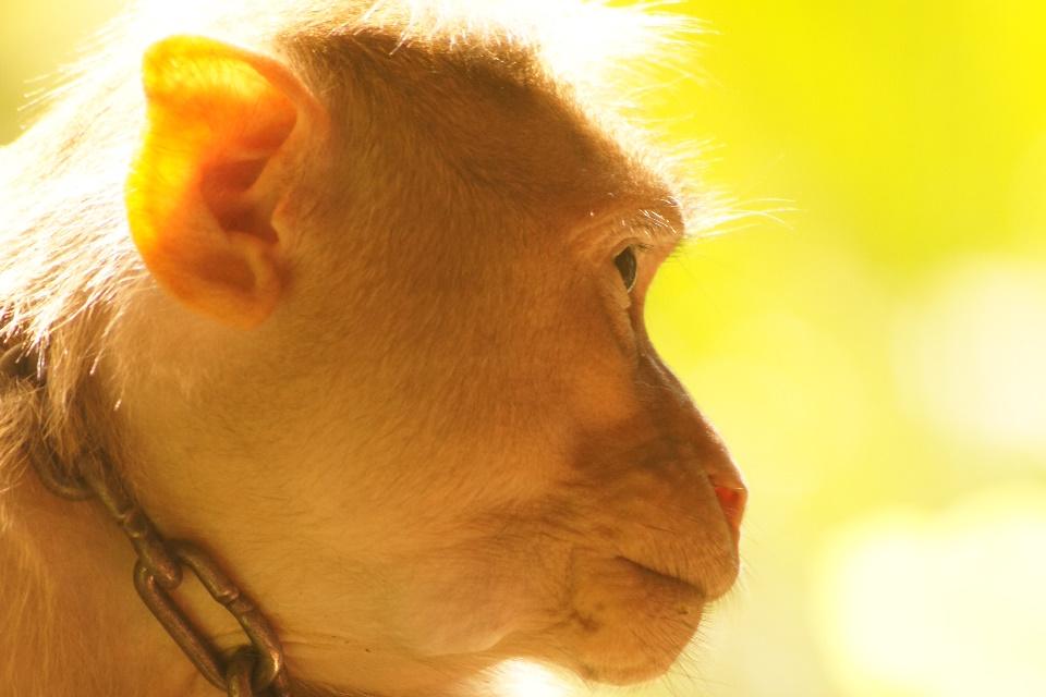 Monkey in the sunshine
