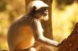 Langur monkey sat on wall