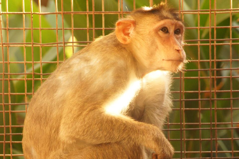 Monkey in cage
