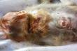 Severly injured Macaque Monkey