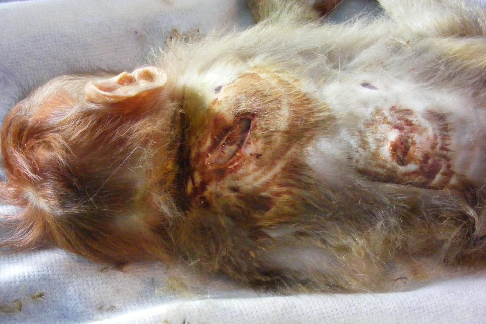 Severly injured Macaque Monkey