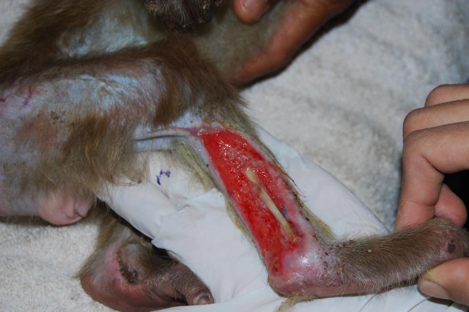 Monkey with wound on his leg