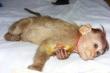Baby Monkey being treated by vet