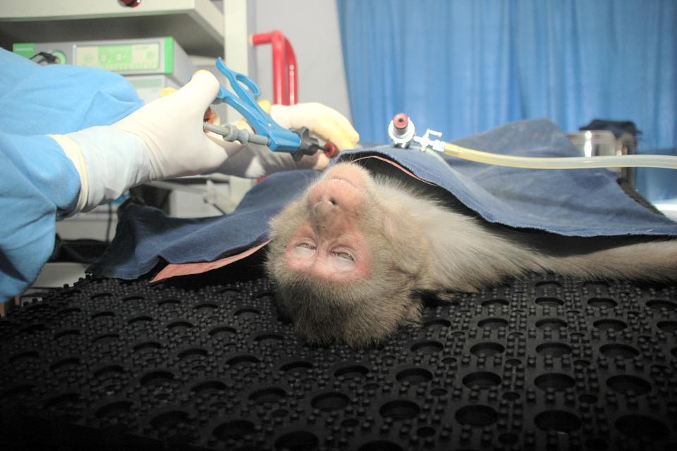 Monkey being operated on at the vets