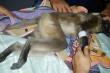 Langur Monkey being treated