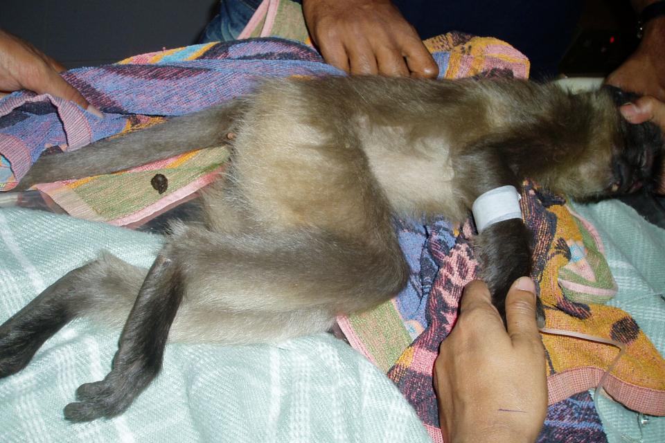 Langur Monkey being treated