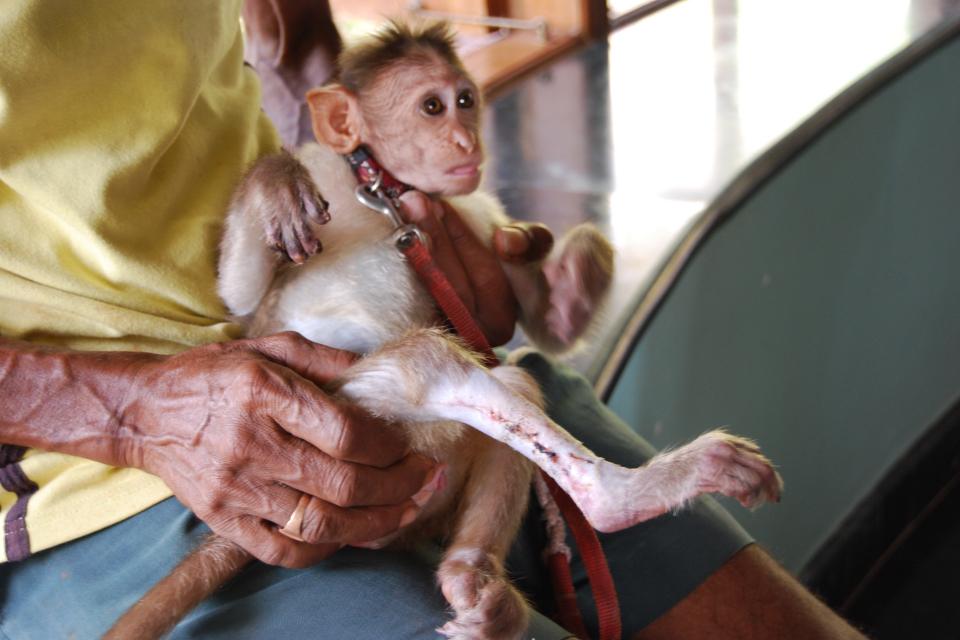 Monkey recovering from injury